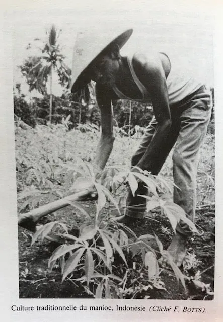 (Breadfruit) Silvestre, Pierre.  Manuel Pratique de la Culture du Manioc. 