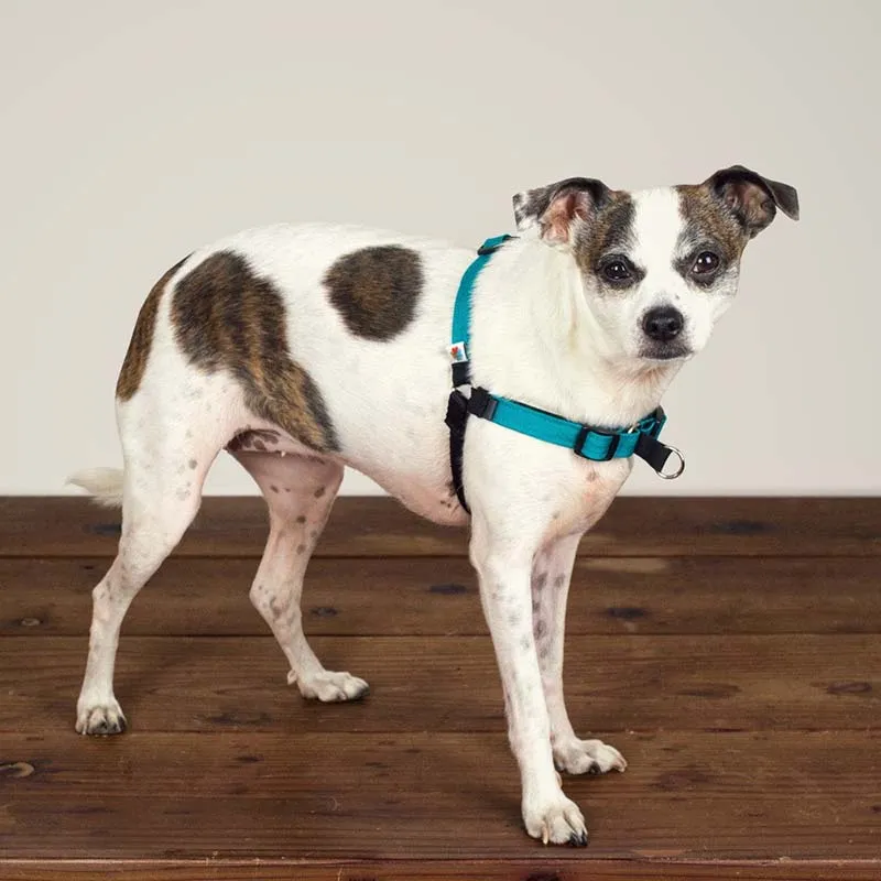 Wildebeest No-Pull, Front-Attachment Dog Harness